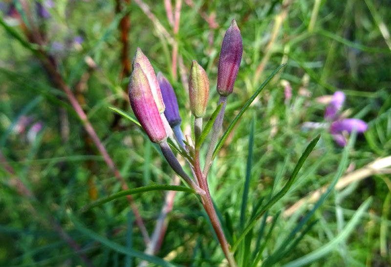 Chamaenerion dodonaei (ex Epilobium dodonaei) - Onograceae